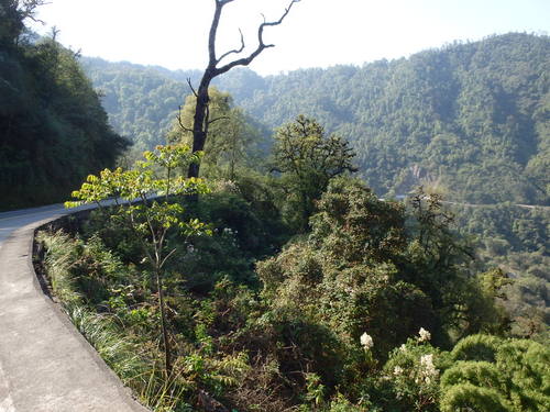 Looking across the Tropical Forest.